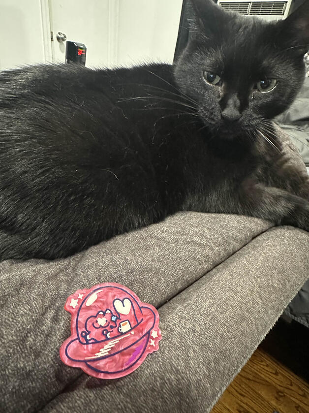 My friend's cat modeling an acrylic pin designed for Cherry Rush 2025, a charity event that raised 15,000 dollars.